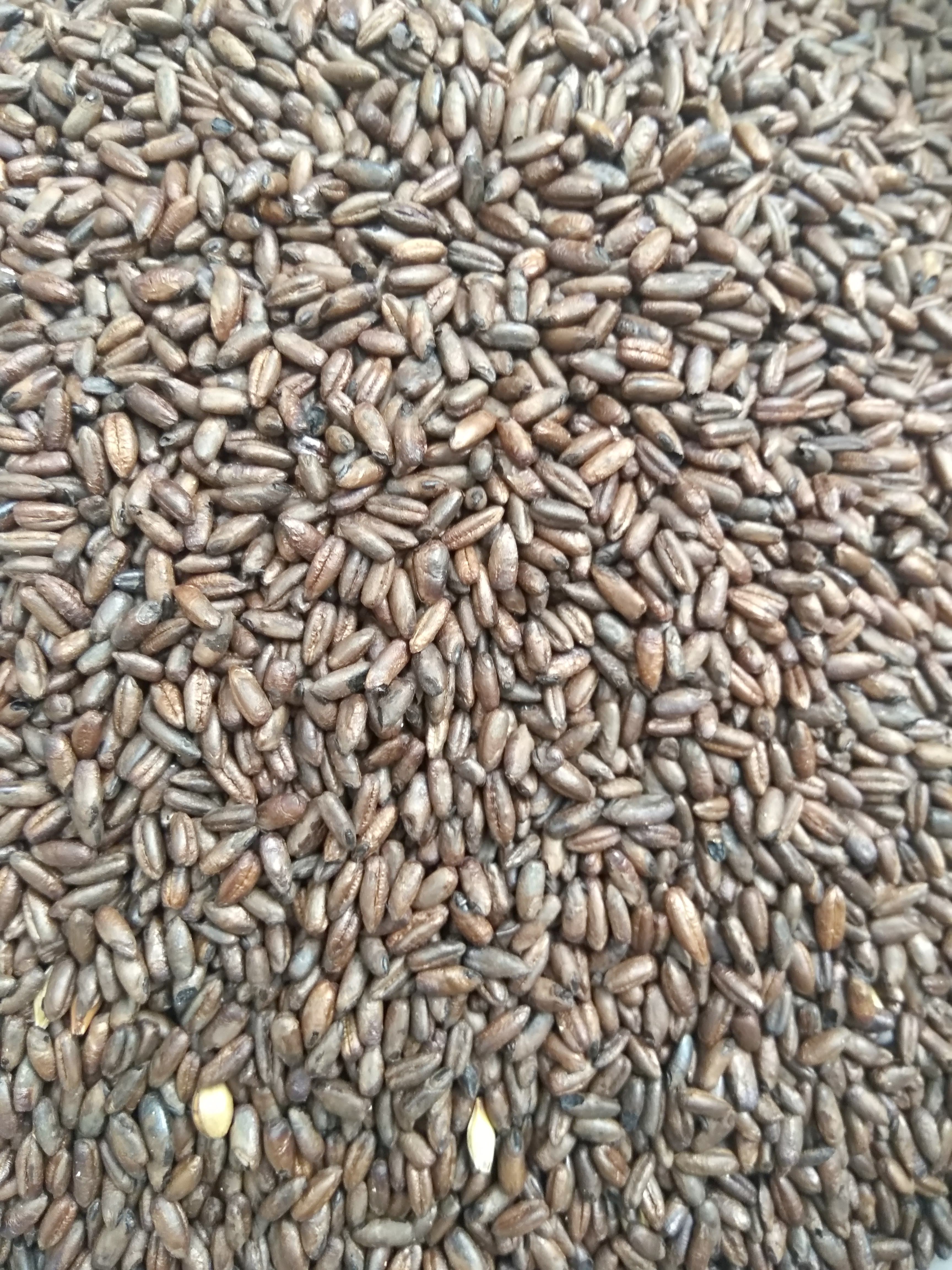 Gladfield Chocolate Rye Malt
