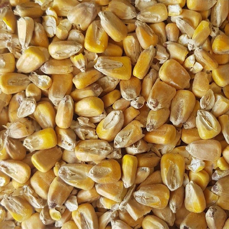Gladfield Maize Malt